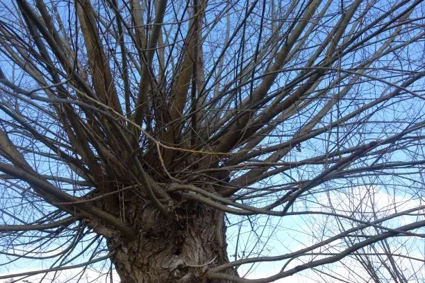 Wierzba i jej rosochate życie