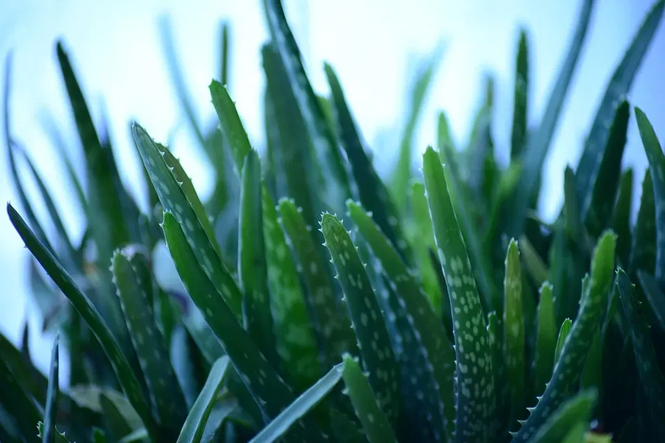 Aloes i nawilżanie włosów